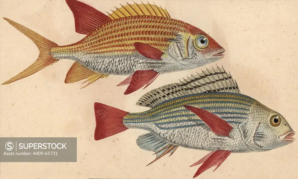 Banded grunt, Pomadasys furcatus, Pristipome pique, and squirrelfish, Holocentrus ascensionis, Holocentre sogo. Handcoloured copperplate stipple engraving from Jussieu's "Dictionnaire des Sciences Naturelles" 1816-1830. The volumes on fish and reptiles were edited by Hippolyte Cloquet, natural historian and doctor of medicine. Illustration by J.G. Pretre, engraved by Massard, directed by Turpin, and published by F. G. Levrault. Jean Gabriel Pretre (1780~1845) was painter of natural history at Empress Josephine's zoo and later became artist to the Museum of Natural History.