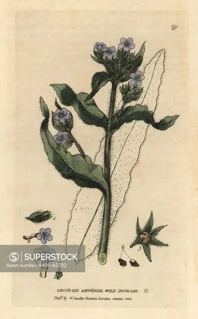 Wild bugloss, Lycopsis arvensis. Handcoloured copperplate engraving from a drawing by Isaac Russell from William Baxter's "British Phaenogamous Botany" 1834. Scotsman William Baxter (1788-1871) was the curator of the Oxford Botanic Garden from 1813 to 1854.