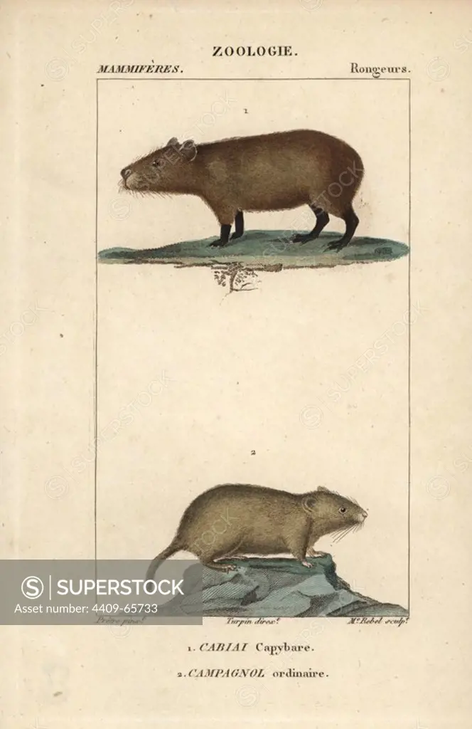 Capybara, Hydrochoerus hydrochaeris, and common vole, Microtus arvalis. Handcoloured copperplate stipple engraving from Frederic Cuvier's "Dictionary of Natural Science: Mammals," Paris, France, 1816. Illustration by J. G. Pretre, engraved by Madame Rebel, directed by Pierre Jean-Francois Turpin, and published by F.G. Levrault. Jean Gabriel Pretre (1780~1845) was painter of natural history at Empress Josephine's zoo and later became artist to the Museum of Natural History. Turpin (1775-1840) is considered one of the greatest French botanical illustrators of the 19th century.