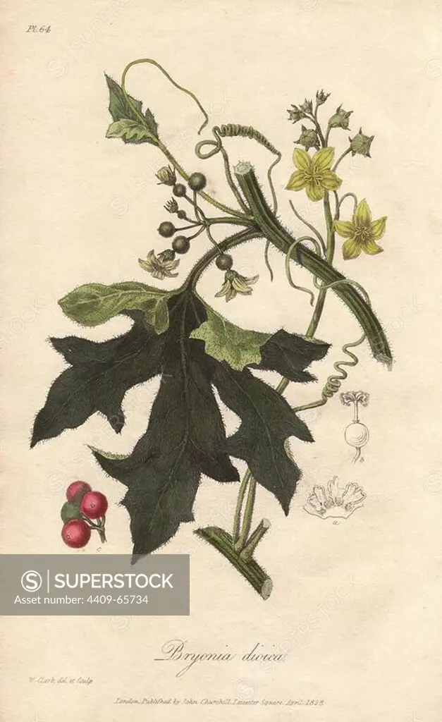 Red bryony, Bryonia dioica. Handcoloured botanical illustration drawn and engraved on steel by William Clark from John Stephenson and James Morss Churchill's "Medical Botany: or Illustrations and descriptions of the medicinal plants of the London, Edinburgh, and Dublin pharmacopias," John Churchill, London, 1831. William Clark was former draughtsman to the London Horticultural Society and illustrated many botanical books in the 1820s and 1830s.