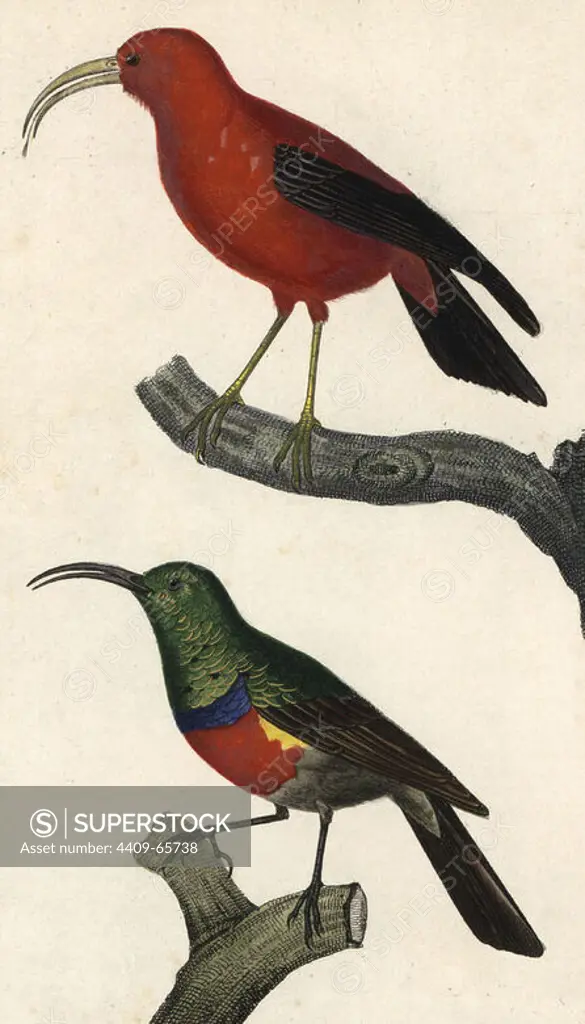 Hawaiian honeycreeper or Iiwi bird, Vestiaria coccinea (vulnerable), and scarlet-chested sunbird, Nectarinia senegalensis. Handcoloured copperplate stipple engraving from Dumont de Sainte-Croix's "Dictionary of Natural Science: Ornithology," Paris, France, 1816-1830. Illustration by J. G. Pretre, engraved by Giraud, directed by Pierre Jean-Francois Turpin, and published by F.G. Levrault. Jean Gabriel Pretre (1780~1845) was painter of natural history at Empress Josephine's zoo and later became artist to the Museum of Natural History. Turpin (1775-1840) is considered one of the greatest French botanical illustrators of the 19th century.