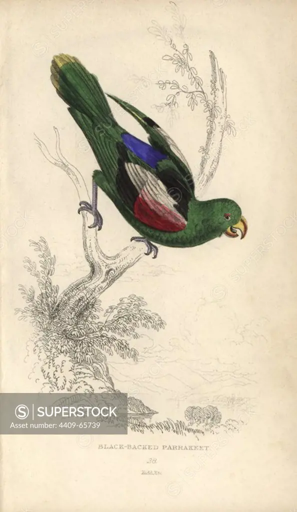 Red-winged parrot, Aprosmictus erythropterus. Black backed parrakeet, Psittacus melanotus. Hand-coloured steel engraving by Joseph Kidd from Sir Thomas Dick Lauder and Captain Thomas Brown's "Miscellany of Natural History: Parrots," Edinburgh, 1833. The Miscellany was intended to be a multi-volume series, but was brought to an abrupt halt after only the second volume on cats when John Audubon complained about the unauthorized use of his illustrations.