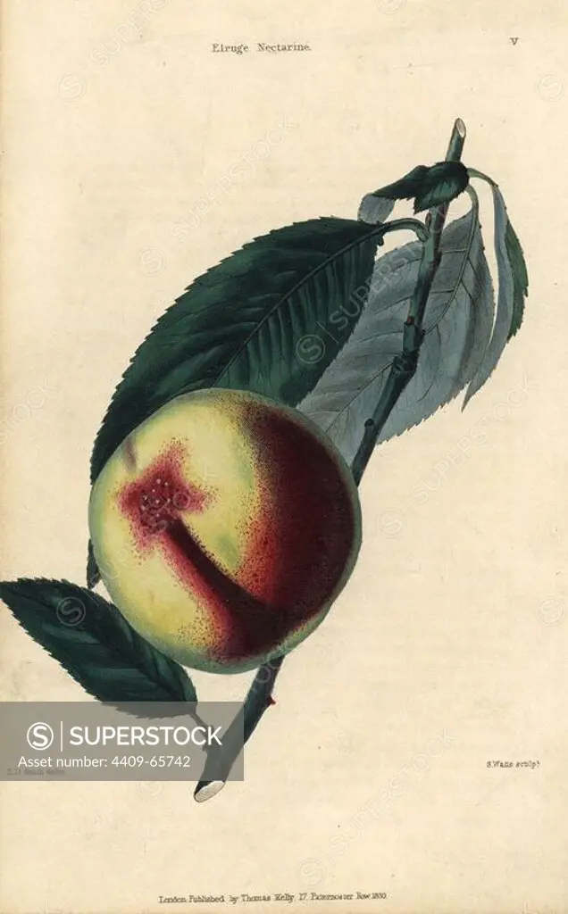 Fruit and leaves of the Elruge nectarine, Prunus persica . Hand-colored illustration by E.D. Smith engraved by Watts from Charles McIntosh's "Flora and Pomona" 1829. McIntosh (1794-1864) was a Scottish gardener to European aristocracy and royalty, and author of many book on gardening. E.D. Smith was a botanical artist who drew for Robert Sweet, Benjamin Maund, etc.