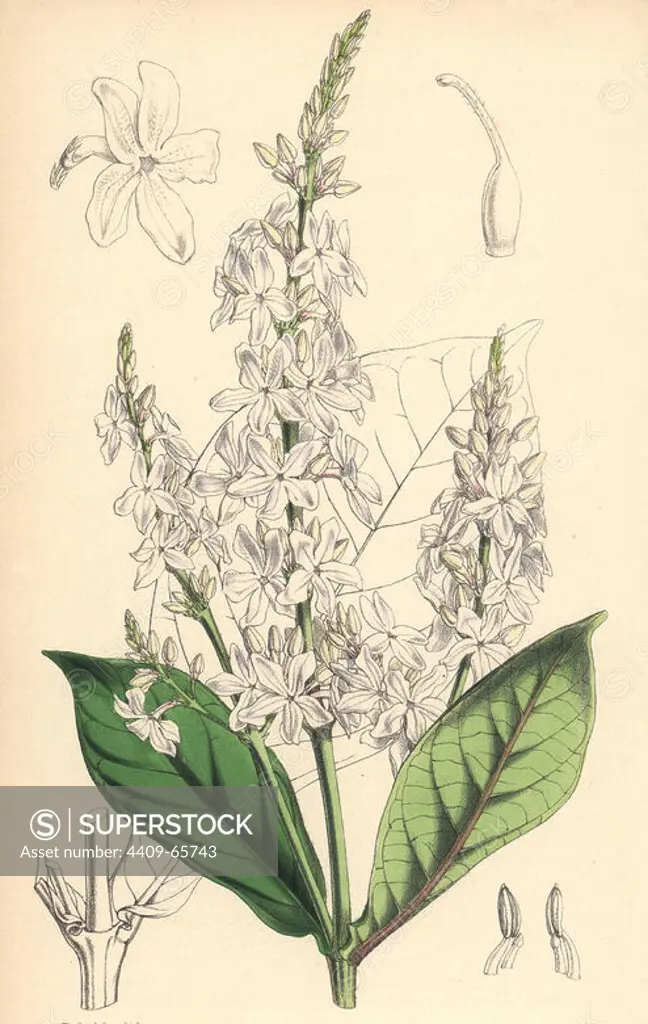 White-flowered eranthemum, Eranthemum albiflorum. Hand-coloured botanical illustration drawn and lithographed by Walter Hood Fitch for Sir William Jackson Hooker's "Curtis's Botanical Magazine," London, Reeve Brothers, 1846. Fitch (1817~1892) was a tireless Scottish artist who drew over 2,700 lithographs for the "Botanical Magazine" starting from 1834.