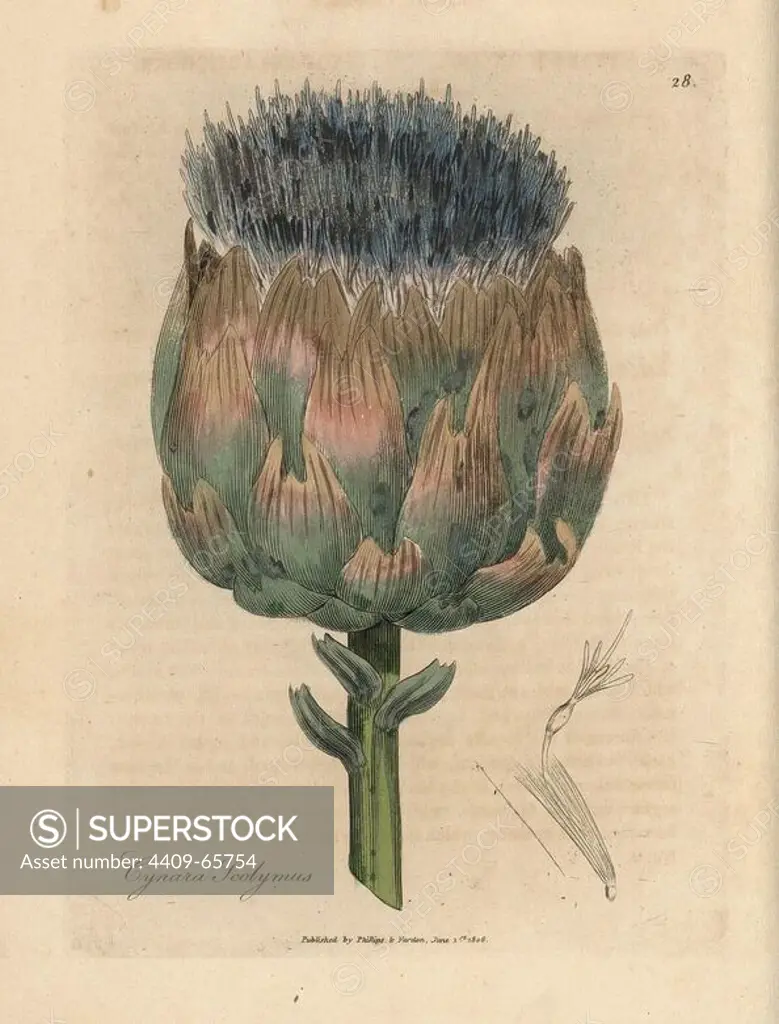 Blue and purple flowered artichoke, Cynara scolymus. Handcolored copperplate engraving from a botanical illustration by James Sowerby from William Woodville and Sir William Jackson Hooker's "Medical Botany" 1832. The tireless Sowerby (1757-1822) drew over 2,500 plants for Smith's mammoth "English Botany" (1790-1814) and 440 mushrooms for "Coloured Figures of English Fungi " (1797) among many other works.