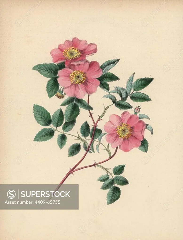 Wild rose. Rosa parviflora. Illustration by Clarissa Badger, nee Munger, from "Wild Flowers, Drawn and Colored from Nature," New York, 1859. Clarissa Munger (1806-1889) was born into an artistic family in East Guilford, Connecticut. Her father George was an engraver and miniaturist, and her sister Caroline painted portraits. Clarissa married the Rev. Milton Badger in 1828, and in 1848 published "Forget Me Not" with original watercolors, believed to be the prototype "Wild Flowers" (1859) with 22 lithographs and "Floral Belles" (1867) with 16 plates.