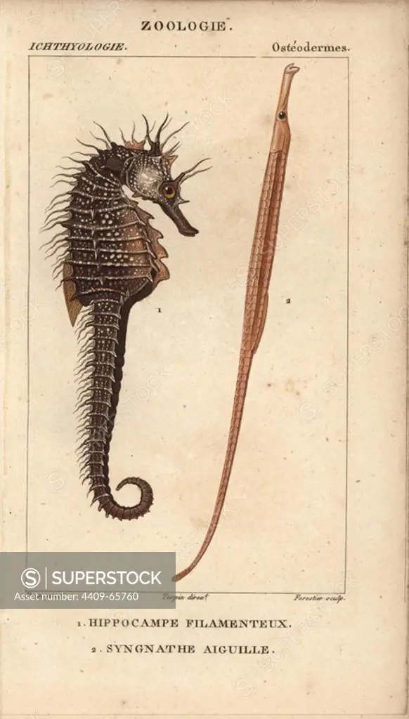 Seahorse, Hippocampus, Hippocampe filamenteux and greater pipefish, Syngnathus acus, Syngnathe aiguille. Handcoloured copperplate stipple engraving from Jussieu's "Dictionnaire des Sciences Naturelles" 1816-1830. The volumes on fish and reptiles were edited by Hippolyte Cloquet, natural historian and doctor of medicine. Illustration by J.G. Pretre, engraved by Massard, directed by Turpin, and published by F. G. Levrault. Jean Gabriel Pretre (1780~1845) was painter of natural history at Empress Josephine's zoo and later became artist to the Museum of Natural History.