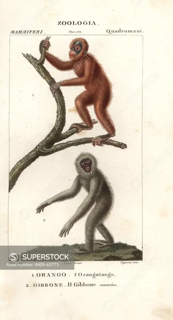 Orang utan, Pongo pygmaeus (endangered) and silvery gibbon, Hylobates moloch (endangered). Handcoloured copperplate stipple engraving from Jussieu's "Dictionary of Natural Science," Florence, Italy, 1837. Illustration by J. G. Pretre, engraved by Cignozzi, directed by Pierre Jean-Francois Turpin, and published by Batelli e Figli. Jean Gabriel Pretre (1780~1845) was painter of natural history at Empress Josephine's zoo and later became artist to the Museum of Natural History. Turpin (1775-1840) is considered one of the greatest French botanical illustrators of the 19th century.