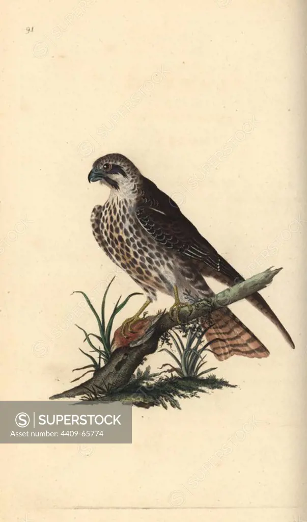Hobby, Falco subbuteo, with one foot on a dead bird. Handcoloured copperplate drawn and engraved by Edward Donovan from his own "Natural History of British Birds," London, 1794-1819. Edward Donovan (1768-1837) was an Anglo-Irish amateur zoologist, writer, artist and engraver. He wrote and illustrated a series of volumes on birds, fish, shells and insects, opened his own museum of natural history in London, but later he fell on hard times and died penniless.