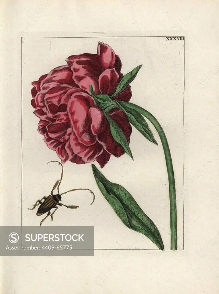 Peony, Paeonia suffruticosa, and beetle. Handcoloured copperplate botanical engraving from "Nederlandsch Bloemwerk" (Dutch Flower Arrangements), Amsterdam, J.B. Elwe, 1794. The artist of the fine plates is a mystery: the title bouquet has the signature of Paul Theodor van Brussel (1754-1795), the Dutch flower painter, and one auricula is "drawn from life" by A. Bres. According to Hunt, 30 plates show the influence of the famous French artist Nicolas Robert (1614-1685).