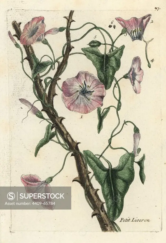 Field bindweed, Convolvulus arvensis. Handcoloured botanical drawn and engraved by Pierre Bulliard from his own "Flora Parisiensis," 1776, Paris, P.F. Didot. Pierre Bulliard (1752-1793) was a famous French botanist who pioneered the three-colour-plate printing technique. His introduction to the flowers of Paris included 640 plants.