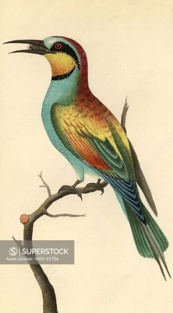 European bee-eater, Merops apiaster. The bird depicted with a bee in its beak. Illustration unsigned (George Shaw and Frederick Nodder).. Handcolored copperplate engraving from George Shaw and Frederick Nodder's "The Naturalist's Miscellany" 1794.. Frederick Polydore Nodder (1751~1801) was a gifted natural history artist and engraver. Nodder honed his draftsmanship working on Captain Cook and Joseph Banks' Florilegium and engraving Sydney Parkinson's sketches of Australian plants. He was made "botanic painter to her majesty" Queen Charlotte in 1785. Nodder also drew the botanical studies in Thomas Martyn's Flora Rustica (1792) and 38 Plates (1799). Most of the 1,064 illustrations of animals, birds, insects, crustaceans, fishes, marine life and microscopic creatures for the Naturalist's Miscellany were drawn, engraved and published by Frederick Nodder's family. Frederick himself drew and engraved many of the copperplates until his death. His wife Elizabeth is credited as publisher on t