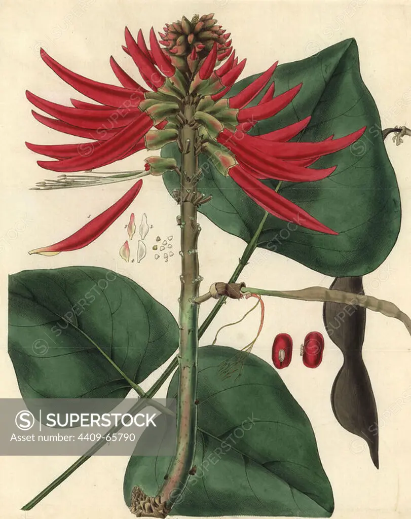 Naked-flowering coral-tree, Erythrina poianthes or Erythrina speciosa Andrews. Illustration drawn by Reverend W.T. Lowe, engraved by Swan. Handcolored copperplate engraving from William Curtis's "The Botanical Magazine," Samuel Curtis, 1833. Hooker (1785-1865) was an English botanist, writer and artist. He was Regius Professor of Botany at Glasgow University, and editor of Curtis' "Botanical Magazine" from 1827 to 1865. In 1841, he was appointed director of the Royal Botanic Gardens at Kew, and was succeeded by his son Joseph Dalton. Hooker documented the fern and orchid crazes that shook England in the mid-19th century in books such as "Species Filicum" (1846) and "A Century of Orchidaceous Plants" (1849). A gifted botanical artist himself, he wrote and illustrated "Flora Exotica" (1823) and several volumes of the "Botanical Magazine" after 1827.