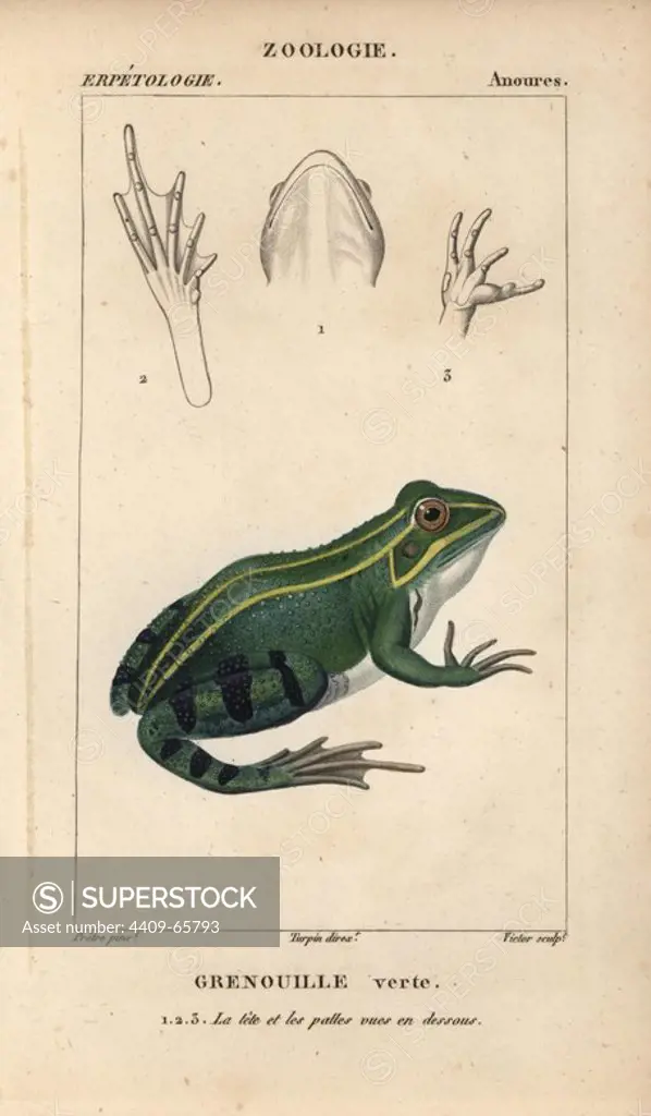 Green frog, grenouille verte, edible frog, Pelophylax kl. esculentus. Handcoloured copperplate stipple engraving from Jussieu's "Dictionnaire des Sciences Naturelles" 1816-1830. The volumes on fish and reptiles were edited by Hippolyte Cloquet, natural historian and doctor of medicine. Illustration by J.G. Pretre, engraved by Victor, directed by Turpin, and published by F. G. Levrault. Jean Gabriel Pretre (1780~1845) was painter of natural history at Empress Josephine's zoo and later became artist to the Museum of Natural History.