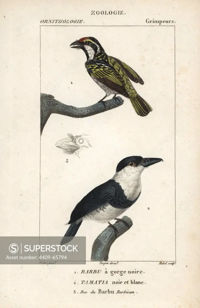Red-fronted barbet, Tricholaema diademata, and pied puffbird, Notharchus tectus. Handcoloured copperplate stipple engraving from Dumont de Sainte-Croix's "Dictionary of Natural Science: Ornithology," Paris, France, 1816-1830. Illustration by J. G. Pretre, engraved by Rebel, directed by Pierre Jean-Francois Turpin, and published by F.G. Levrault. Jean Gabriel Pretre (1780~1845) was painter of natural history at Empress Josephine's zoo and later became artist to the Museum of Natural History. Turpin (1775-1840) is considered one of the greatest French botanical illustrators of the 19th century.