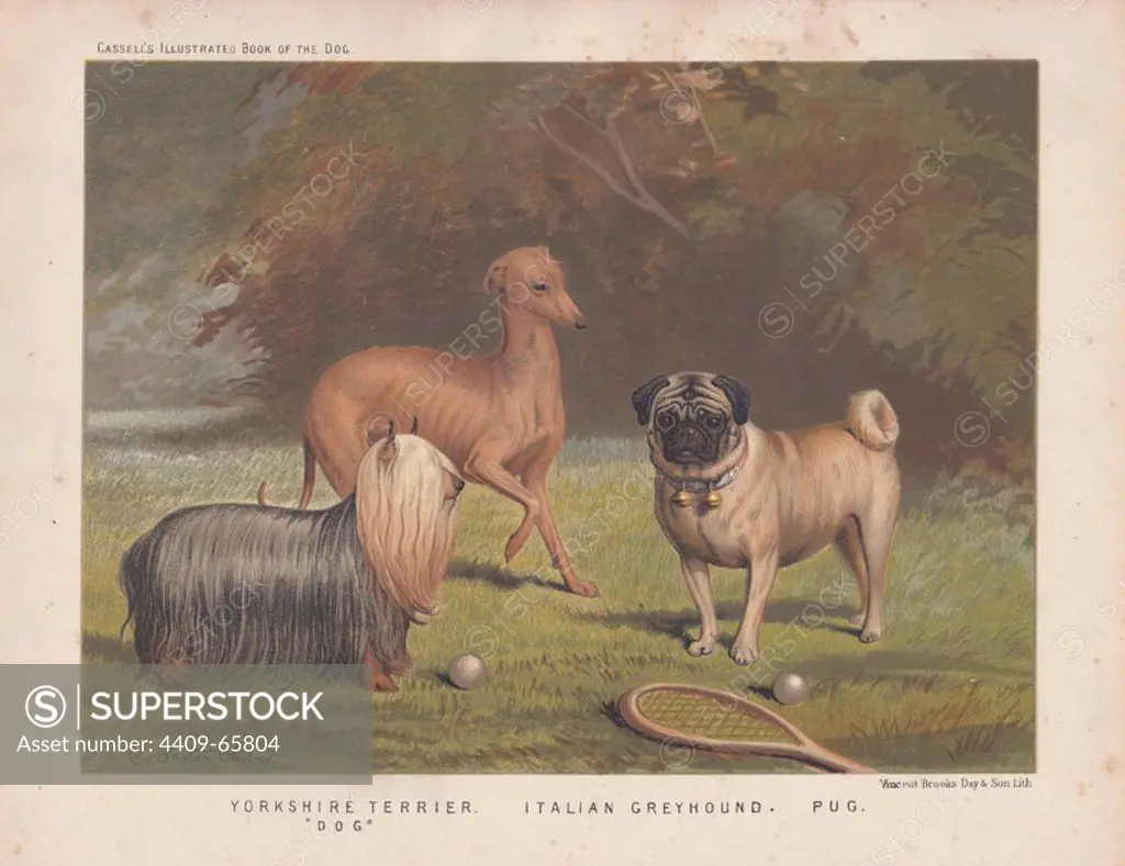 Yorkshire terrier, Italian greyhound and pug shown with tennis racquet and balls. Original painting by Charles Burton Barber (1845  1894), an English Victorian painter who specialized in paintings of children and their pets. Fine chromolithograph from Cassell's "Illustrated Book of the Dog" 1881. Author Vero Kemball Shaw (1854-1905) wrote many books about dogs and horses, and encyclopedic guides to kennels, stables and poultry yards.