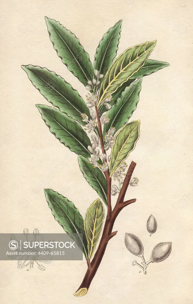 Bay laurel tree, Laurus nobilis. Handcoloured botanical illustration drawn and engraved on steel by Weddell from John Stephenson and James Morss Churchill's "Medical Botany: or Illustrations and descriptions of the medicinal plants of the London, Edinburgh, and Dublin pharmacopias," John Churchill, London, 1831.