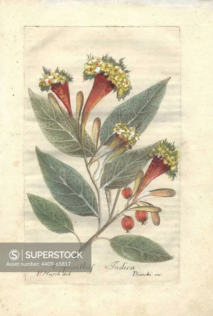Cornucopian shrub (Copianthus indica). Handcolored copperplate engraving by Majoli from John Hill's "Decade of Curious and Elegant Trees and Plants" (1786). It had first been published in London in 1773. The new edition had 10 hand-coloured botanical plates by P. Maioli (Majoli) engraved by Giuseppe Bianchi and depicted unusual plants such as carnivorous pitcher plants and Venus flytraps for the first time.