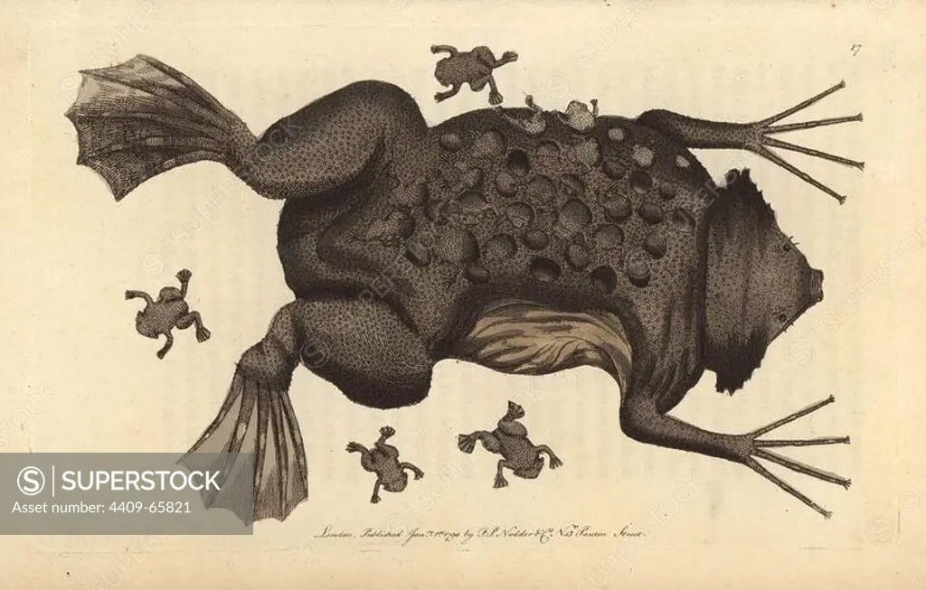 Pipa or Surinam toad. Pipa pipa (Rana pipa). The female Surinam toad is shown with young frogs hatching from their protective pockets inside the mother's skin. Handcolored copperplate engraving from George Shaw and Frederick Nodder's "Naturalist's Miscellany" (1790).. Frederick Polydore Nodder (1751~1801) was a gifted natural history artist and engraver. Nodder honed his draftsmanship working on Captain Cook and Joseph Banks' Florilegium and engraving Sydney Parkinson's sketches of Australian plants. He was made "botanic painter to her majesty" Queen Charlotte in 1785. Nodder also drew the botanical studies in Thomas Martyn's Flora Rustica (1792) and 38 Plates (1799). Most of the 1,064 illustrations of animals, birds, insects, crustaceans, fishes, marine life and microscopic creatures for the Naturalist's Miscellany were drawn, engraved and published by Frederick Nodder's family. Frederick himself drew and engraved many of the copperplates until his death. His wife Elizabeth is credit