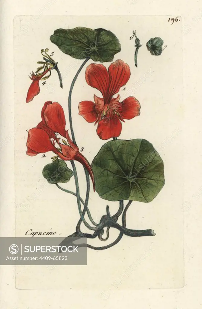 Garden nasturtium, Tropaeolum majus. Handcoloured botanical drawn and engraved by Pierre Bulliard from his own "Flora Parisiensis," 1776, Paris, P. F. Didot. Pierre Bulliard (1752-1793) was a famous French botanist who pioneered the three-colour-plate printing technique. His introduction to the flowers of Paris included 640 plants.