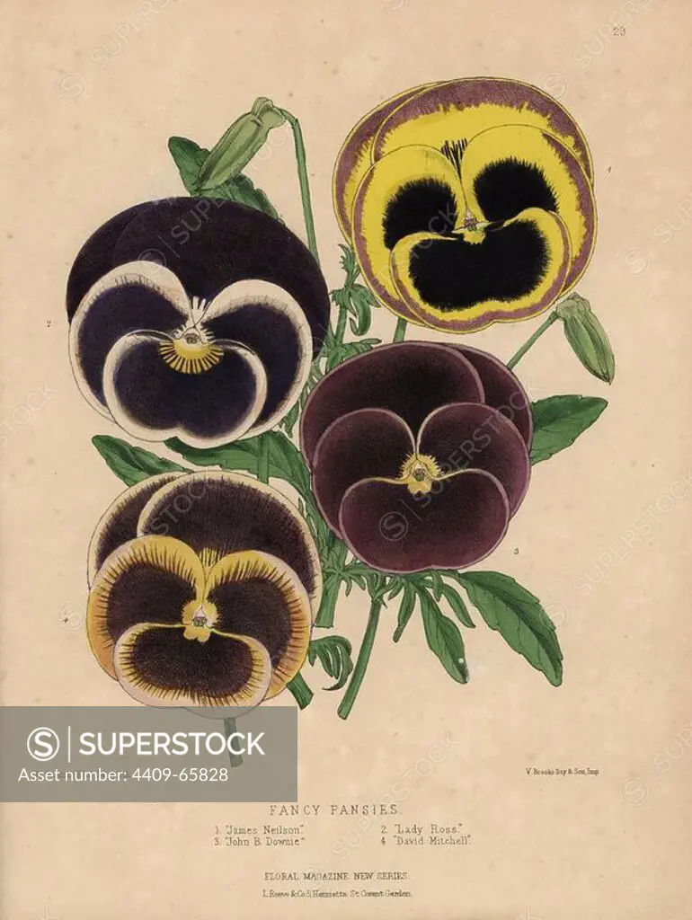 Varieties of fancy pansies . James Nelson, Lady Ross, John B. Downie, David Mitchell. Handcolored botanical drawn and lithographed by W.G. Smith from H.H. Dombrain's "Floral Magazine" 1872.. Worthington G. Smith (1835-1917), architect, engraver and mycologist. Smith also illustrated "The Gardener's Chronicle." Henry Honywood Dombrain (1818-1905), clergyman gardener, was editor of the "Floral Magazine" from 1862 to 1873.