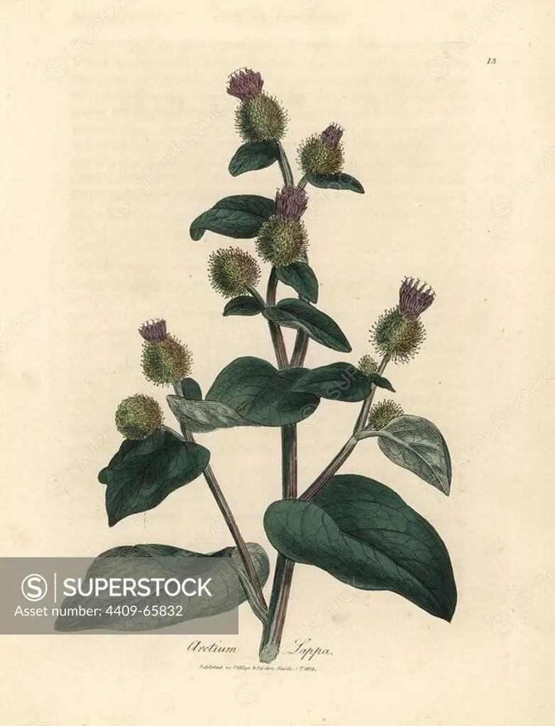Purple flowered burdock, Arctium lappa. Handcolored copperplate engraving from a botanical illustration by James Sowerby from William Woodville and Sir William Jackson Hooker's "Medical Botany" 1832. The tireless Sowerby (1757-1822) drew over 2,500 plants for Smith's mammoth "English Botany" (1790-1814) and 440 mushrooms for "Coloured Figures of English Fungi " (1797) among many other works.