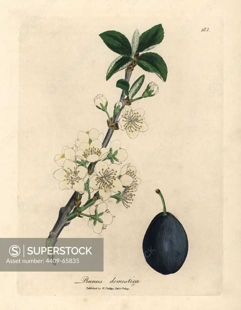 White blossom and fruit of the plum or prune tree, Prunus domestica. Handcolored copperplate engraving from a botanical illustration by James Sowerby from William Woodville and Sir William Jackson Hooker's "Medical Botany" 1832. The tireless Sowerby (1757-1822) drew over 2,500 plants for Smith's mammoth "English Botany" (1790-1814) and 440 mushrooms for "Coloured Figures of English Fungi " (1797) among many other works.