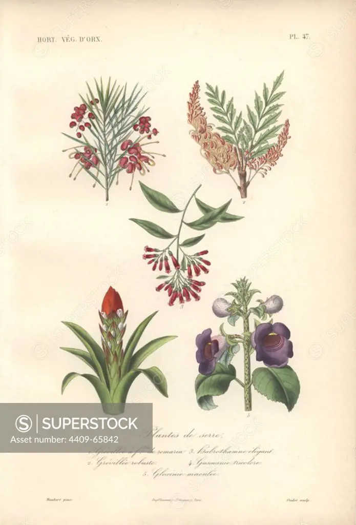 Five shrubs, including scarlet rosemary grevillea (Grevillea rosmarinfoila), orange silky oak (Grevillea robusta), Habrothamnus elegans, crimson guzmania (Gusmania) and purple gloxinia (Gloxinia maculata).. Plantes De Serre, 1) Grevillee a feuilles de Romarin 2) Grevillee Robuste 3) Habrothamne Elegant 4) Gusmanie Tricolore 5) Gloxinie Maculee . Handcolored lithograph by Edouard Maubert for Herincq's "Le Regne Vegetal" (1865).