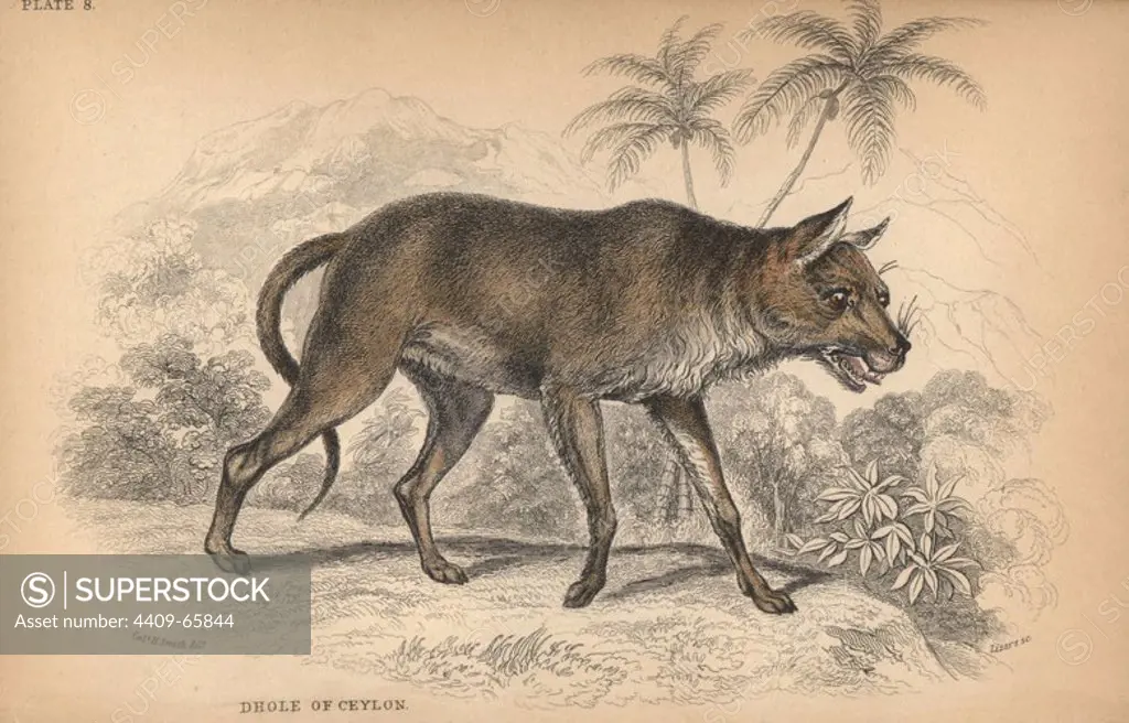 Dhole of Ceylon, Chryseus ceylonicus. Unknown species. Drawn from a stuffed specimen in Holland said to have come from Ceylon. Probably Cuon alpinus. Handcoloured engraving on steel by William Lizars from a drawing by Colonel Charles Hamilton Smith from Sir William Jardine's "Naturalist's Library: Dogs" published by W. H. Lizars, Edinburgh, 1839.