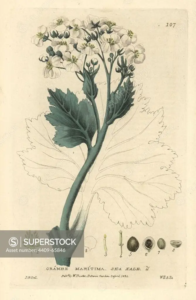 Sea kale, Crambe maritima. Handcoloured copperplate engraving by WE Albutt of a drawing by Isaac Russell from William Baxter's "British Phaenogamous Botany" 1834. Scotsman William Baxter (1788-1871) was the curator of the Oxford Botanic Garden from 1813 to 1854.