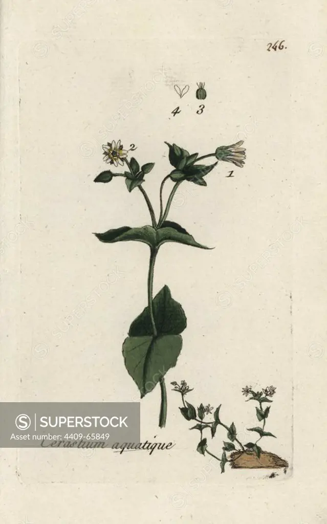 Water chickweed, Cerastium aquaticum. Handcoloured botanical drawn and engraved by Pierre Bulliard from his own "Flora Parisiensis," 1776, Paris, P. F. Didot. Pierre Bulliard (1752-1793) was a famous French botanist who pioneered the three-colour-plate printing technique. His introduction to the flowers of Paris included 640 plants.