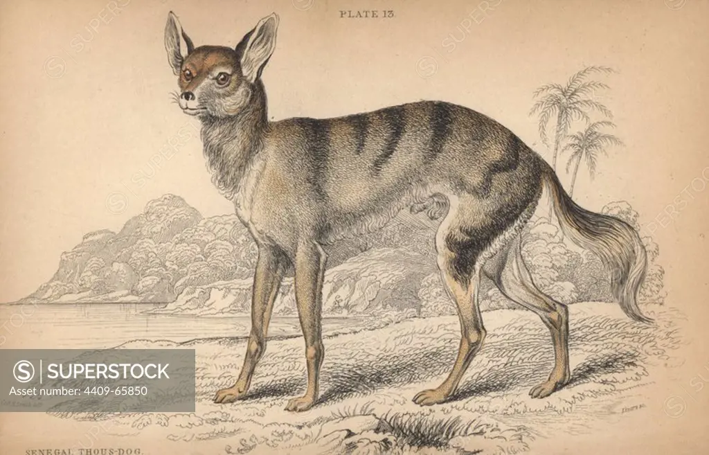 Senegalese jackal, Canis aureus anthus. Handcoloured engraving on steel by William Lizars from a drawing by Colonel Charles Hamilton Smith from Sir William Jardine's "Naturalist's Library: Dogs" published by W. H. Lizars, Edinburgh, 1839.