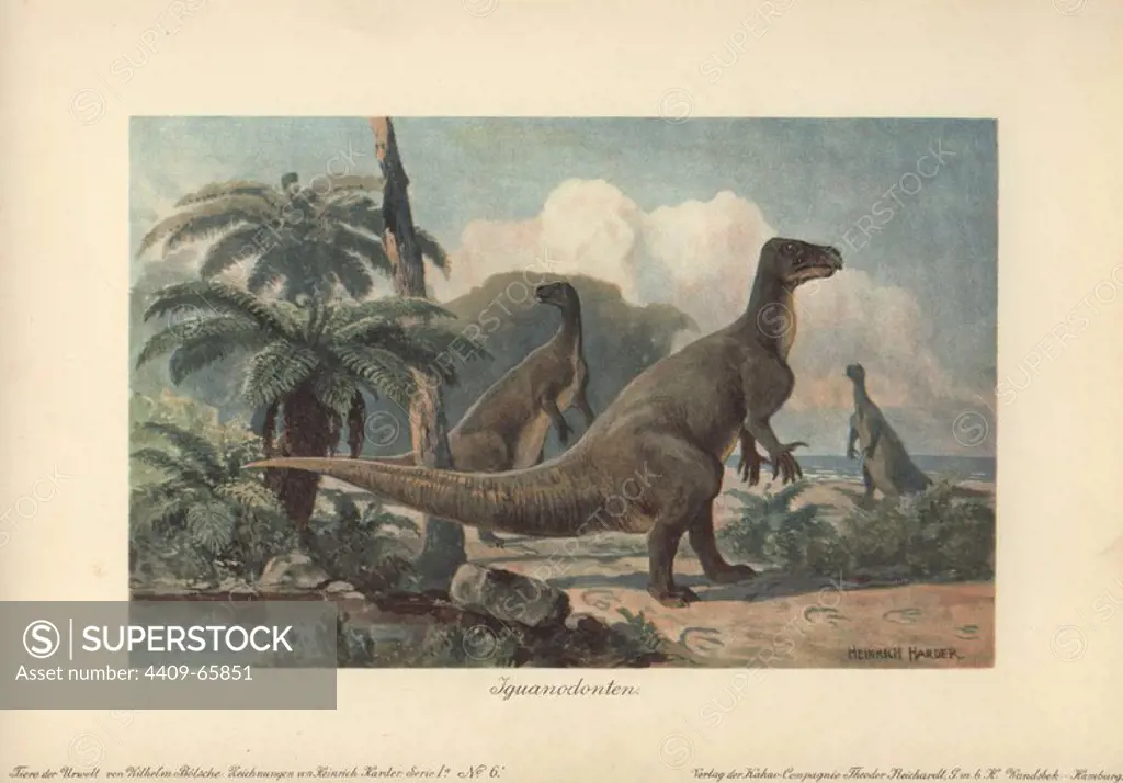 Iguanodons were herbivorous dinosaurs that lived from the mid-Jurassic to Late Cretaceous. Colour printed illustration by Heinrich Harder from "Tiere der Urwelt" Animals of the Prehistoric World, 1916, Hamburg. Heinrich Harder (1858-1935) was a German landscape artist and book illustrator. From a series of prehistoric creature cards published by the Reichardt Cocoa company. Natural historian Wilhelm Bolsche wrote the descriptive text.
