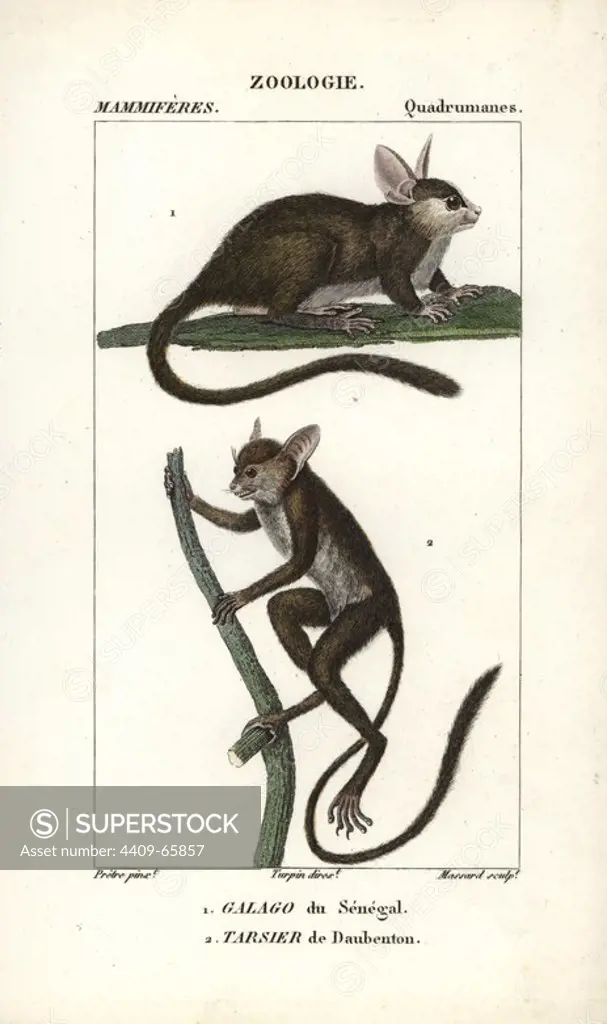 Senegal bushbaby, Galago senegalensis, and spectral tarsier, Tarsius tarsier (vulnerable). Handcoloured copperplate stipple engraving from Frederic Cuvier's "Dictionary of Natural Science: Mammals," Paris, France, 1816. Illustration by J. G. Pretre, engraved by Massard, directed by Pierre Jean-Francois Turpin, and published by F.G. Levrault. Jean Gabriel Pretre (1780~1845) was painter of natural history at Empress Josephine's zoo and later became artist to the Museum of Natural History. Turpin (1775-1840) is considered one of the greatest French botanical illustrators of the 19th century.