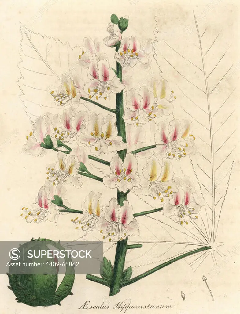 Pink blossom and fruit of the horse chestnut tree, Aesculus hippocastanum. Handcolored copperplate engraving from a botanical illustration by James Sowerby from William Woodville and Sir William Jackson Hooker's "Medical Botany" 1832. The tireless Sowerby (1757-1822) drew over 2,500 plants for Smith's mammoth "English Botany" (1790-1814) and 440 mushrooms for "Coloured Figures of English Fungi " (1797) among many other works.