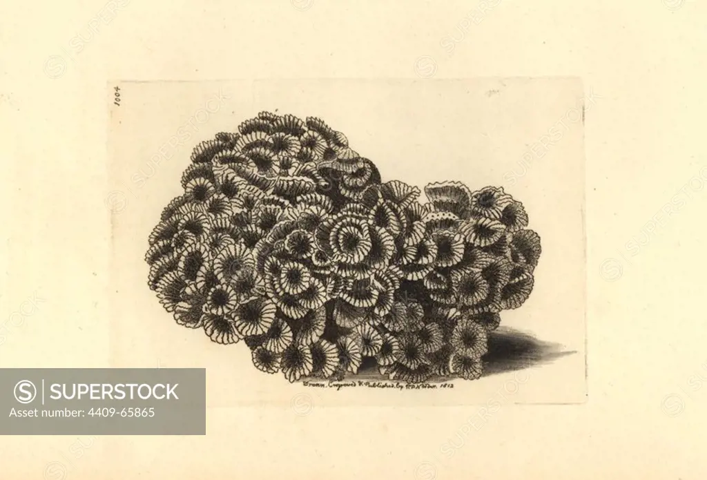 Larger star coral, Favites abdita. Illustration drawn and engraved by Richard Polydore Nodder. Handcolored copperplate engraving from George Shaw and Frederick Nodder's "The Naturalist's Miscellany" 1812. Most of the 1,064 illustrations of animals, birds, insects, crustaceans, fishes, marine life and microscopic creatures for the Naturalist's Miscellany were drawn by George Shaw, Frederick Nodder and Richard Nodder, and engraved and published by the Nodder family. Frederick drew and engraved many of the copperplates until his death around 1800, and son Richard (1774~1823) was responsible for the plates signed RN or RPN. Richard exhibited at the Royal Academy and became botanic painter to King George III.