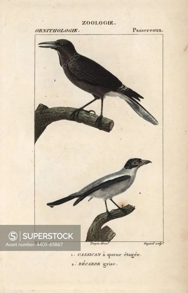 Pied currawong, Strepera graculina, and cinereous becard, Pachyramphus rufus. Handcoloured copperplate stipple engraving from Dumont de Sainte-Croix's "Dictionary of Natural Science: Ornithology," Paris, France, 1816-1830. Illustration by J. G. Pretre, engraved by Guyard, directed by Pierre Jean-Francois Turpin, and published by F.G. Levrault. Jean Gabriel Pretre (1780~1845) was painter of natural history at Empress Josephine's zoo and later became artist to the Museum of Natural History. Turpin (1775-1840) is considered one of the greatest French botanical illustrators of the 19th century.