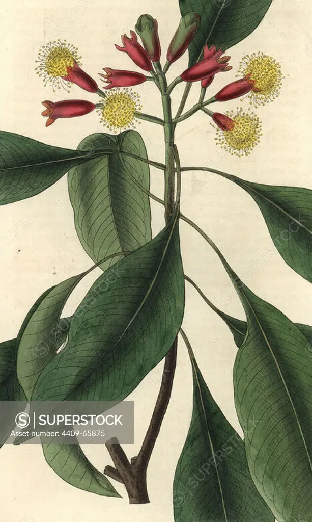 Caryophyllus aromaticus or Syzygium aromaticum. Clove spice, a branch of the clove tree in flower with scarlet and yellow flowers.. Illustration by WJ Hooker, engraved by Swan. Handcolored copperplate engraving from William Curtis's "The Botanical Magazine" 1827.. William Jackson Hooker (1785-1865) was an English botanist, writer and artist. He was Regius Professor of Botany at Glasgow University, and editor of Curtis' "Botanical Magazine" from 1827 to 1865. In 1841, he was appointed director of the Royal Botanic Gardens at Kew, and was succeeded by his son Joseph Dalton. Hooker documented the fern and orchid crazes that shook England in the mid-19th century in books such as "Species Filicum" (1846) and "A Century of Orchidaceous Plants" (1849). A gifted botanical artist himself, he wrote and illustrated "Flora Exotica" (1823) and several volumes of the "Botanical Magazine" after 1827.