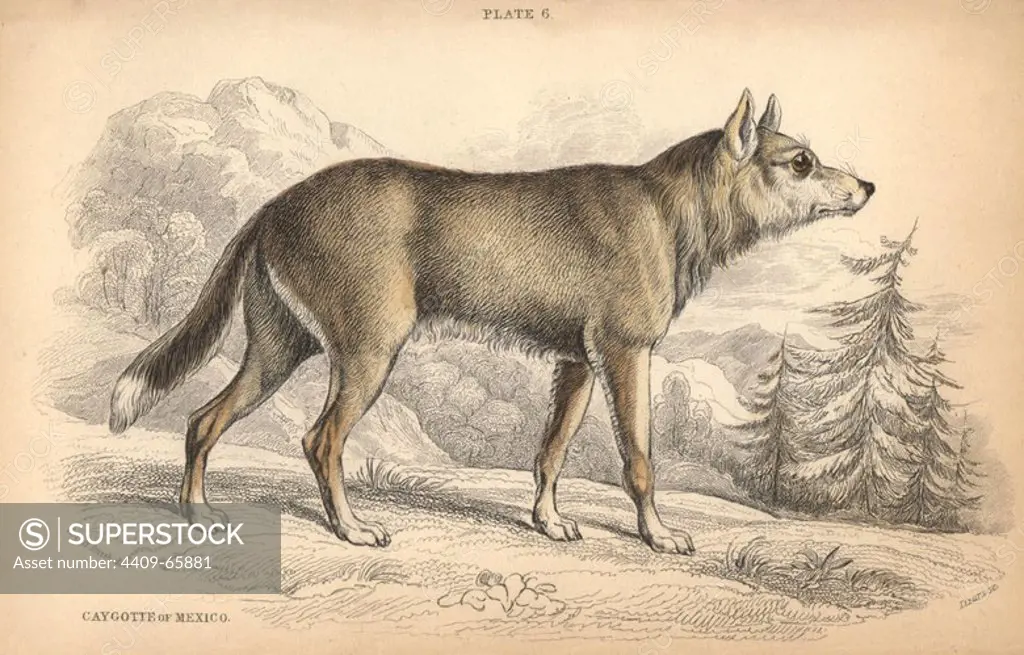 Mexican coyote, Canis latrans cagottis. Handcoloured engraving on steel by William Lizars from a drawing by Colonel Charles Hamilton Smith from Sir William Jardine's "Naturalist's Library: Dogs" published by W. H. Lizars, Edinburgh, 1839.