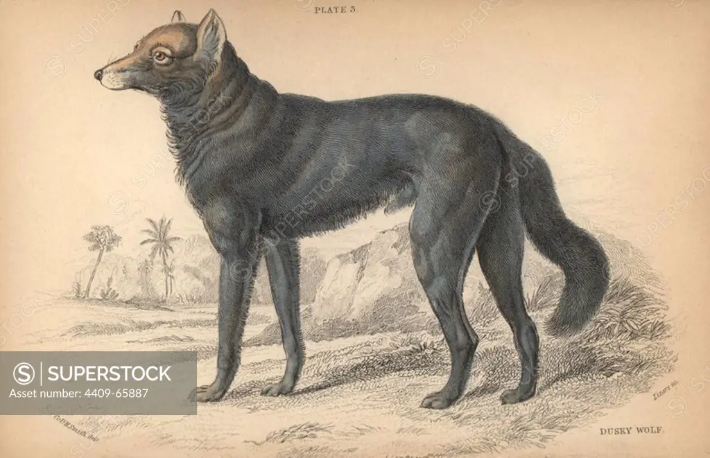 Great Plains wolf or buffalo wolf, Canis lupus nubilus. Threatened. Handcoloured engraving on steel by William Lizars from a drawing by Colonel Charles Hamilton Smith from Sir William Jardine's "Naturalist's Library: Dogs" published by W. H. Lizars, Edinburgh, 1839.