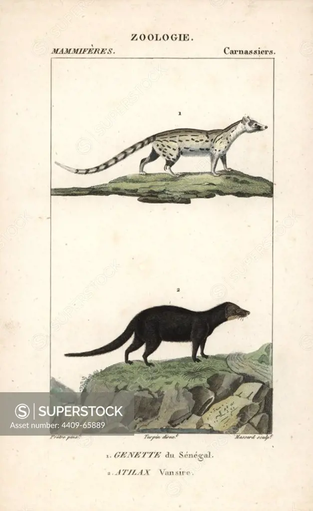 African genet, Genetta genetta, and marsh or water mongoose, Atilax paludinosus. Handcoloured copperplate stipple engraving from Frederic Cuvier's "Dictionary of Natural Science: Mammals," Paris, France, 1816. Illustration by J. G. Pretre, engraved by Massard, directed by Pierre Jean-Francois Turpin, and published by F.G. Levrault. Jean Gabriel Pretre (1780~1845) was painter of natural history at Empress Josephine's zoo and later became artist to the Museum of Natural History. Turpin (1775-1840) is considered one of the greatest French botanical illustrators of the 19th century.