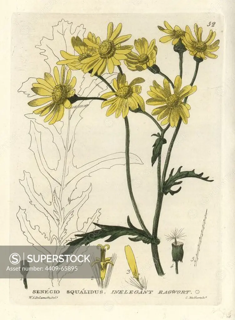 Inelegant or Oxford ragwort, Senecio squalidus. Handcoloured copperplate engraving from a drawing by W.A. Delamotte from William Baxter's "British Phaenogamous Botany" 1834. Scotsman William Baxter (1788-1871) was the curator of the Oxford Botanic Garden from 1813 to 1854.