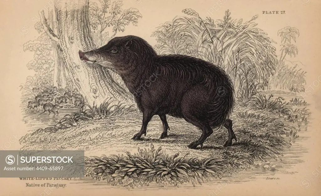White-lipped Peccary, Tayassu pecari, native of Paraguay. Handcoloured engraving on steel by William Lizars from a drawing by James Stewart from Sir William Jardine's "Naturalist's Library: Mammalia, Pachydermes or Thick-Skinned Quadrupeds" published by W. H. Lizars, Edinburgh, 1836.