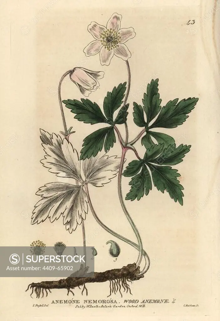 Wood anemone, Anemone nemorosa. Handcoloured copperplate engraving from a drawing by Isaac Russell from William Baxter's "British Phaenogamous Botany" 1834. Scotsman William Baxter (1788-1871) was the curator of the Oxford Botanic Garden from 1813 to 1854.