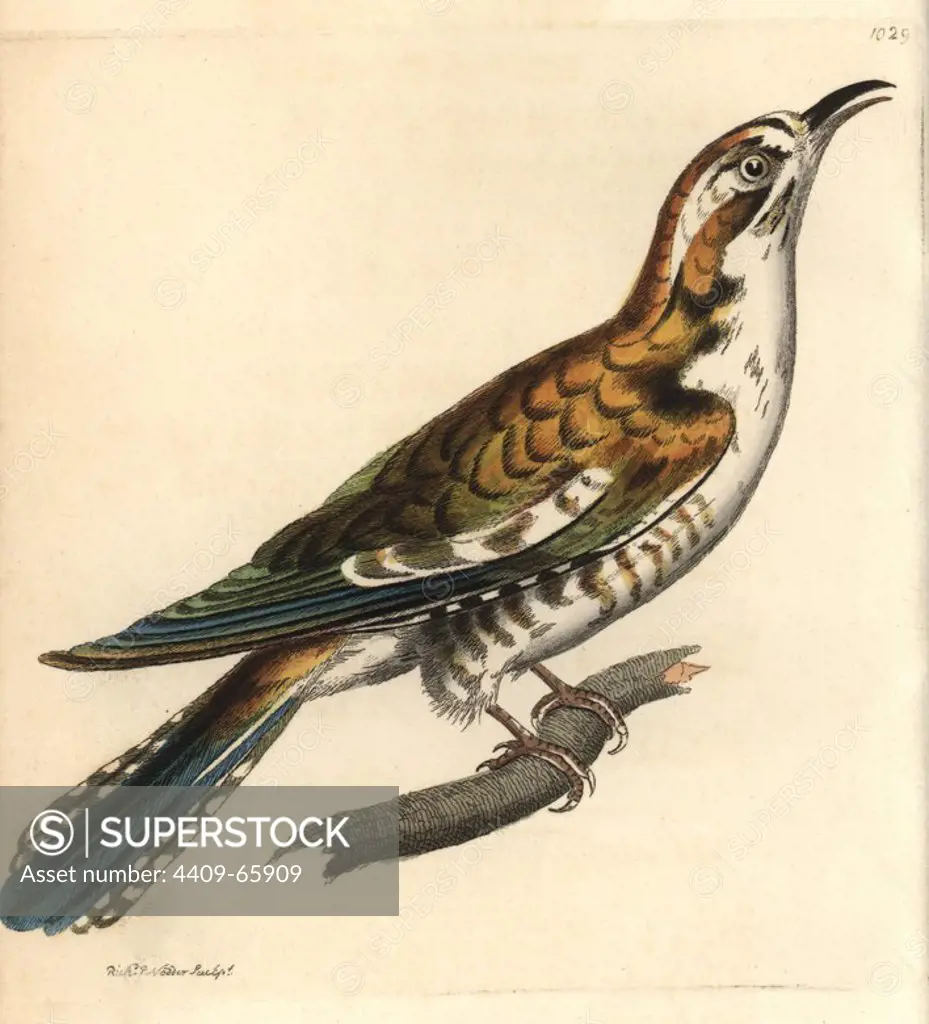 Northern flicker, Colaptes auratus. Illustration drawn and engraved by Richard Polydore Nodder. Handcolored copperplate engraving from George Shaw and Frederick Nodder's "The Naturalist's Miscellany" 1812. Most of the 1,064 illustrations of animals, birds, insects, crustaceans, fishes, marine life and microscopic creatures for the Naturalist's Miscellany were drawn by George Shaw, Frederick Nodder and Richard Nodder, and engraved and published by the Nodder family. Frederick drew and engraved many of the copperplates until his death around 1800, and son Richard (1774~1823) was responsible for the plates signed RN or RPN. Richard exhibited at the Royal Academy and became botanic painter to King George III.