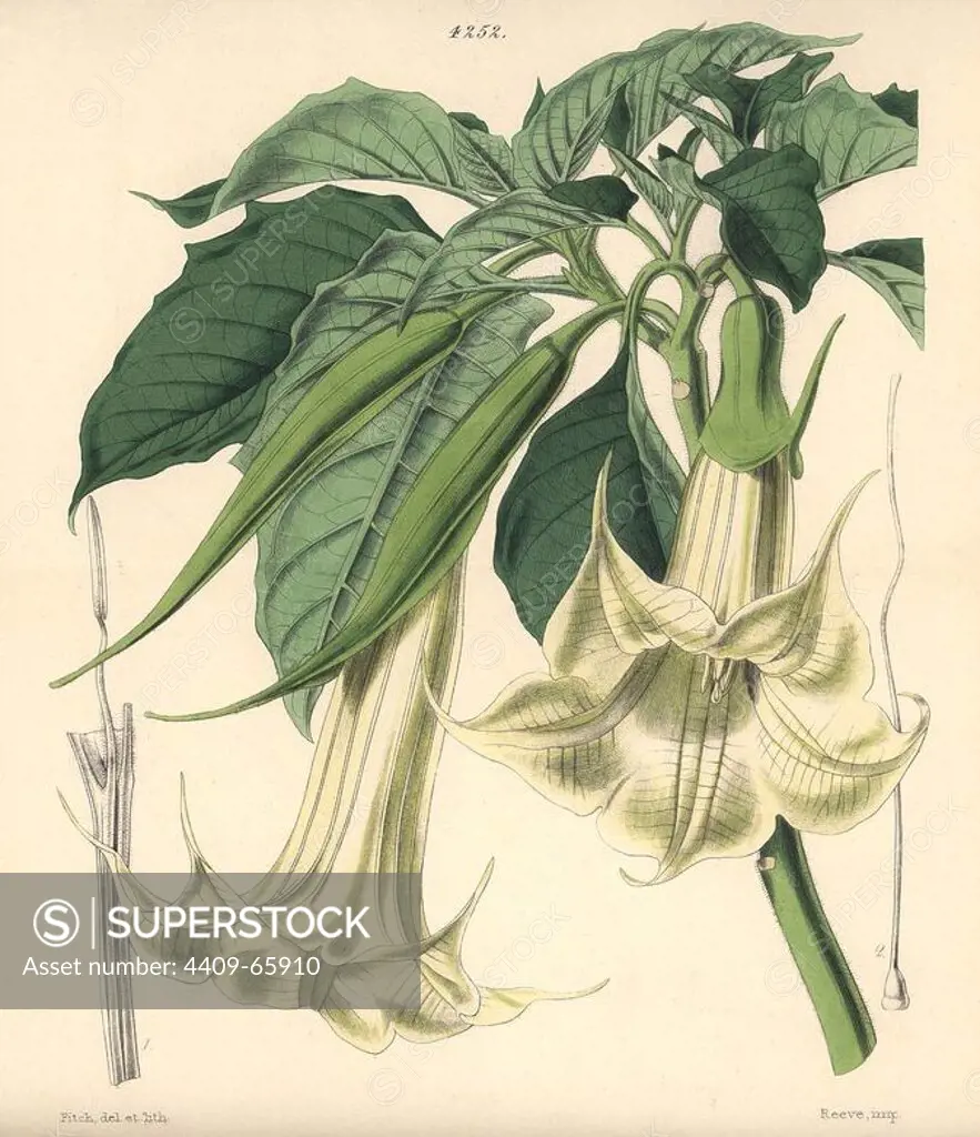Horn-bearing datura, Datura cornigera. Angel's trumpet, Brugmansia arborea. Hand-coloured botanical illustration drawn and lithographed by Walter Hood Fitch for Sir William Jackson Hooker's "Curtis's Botanical Magazine," London, Reeve Brothers, 1846. Fitch (1817~1892) was a tireless Scottish artist who drew over 2,700 lithographs for the "Botanical Magazine" starting from 1834.