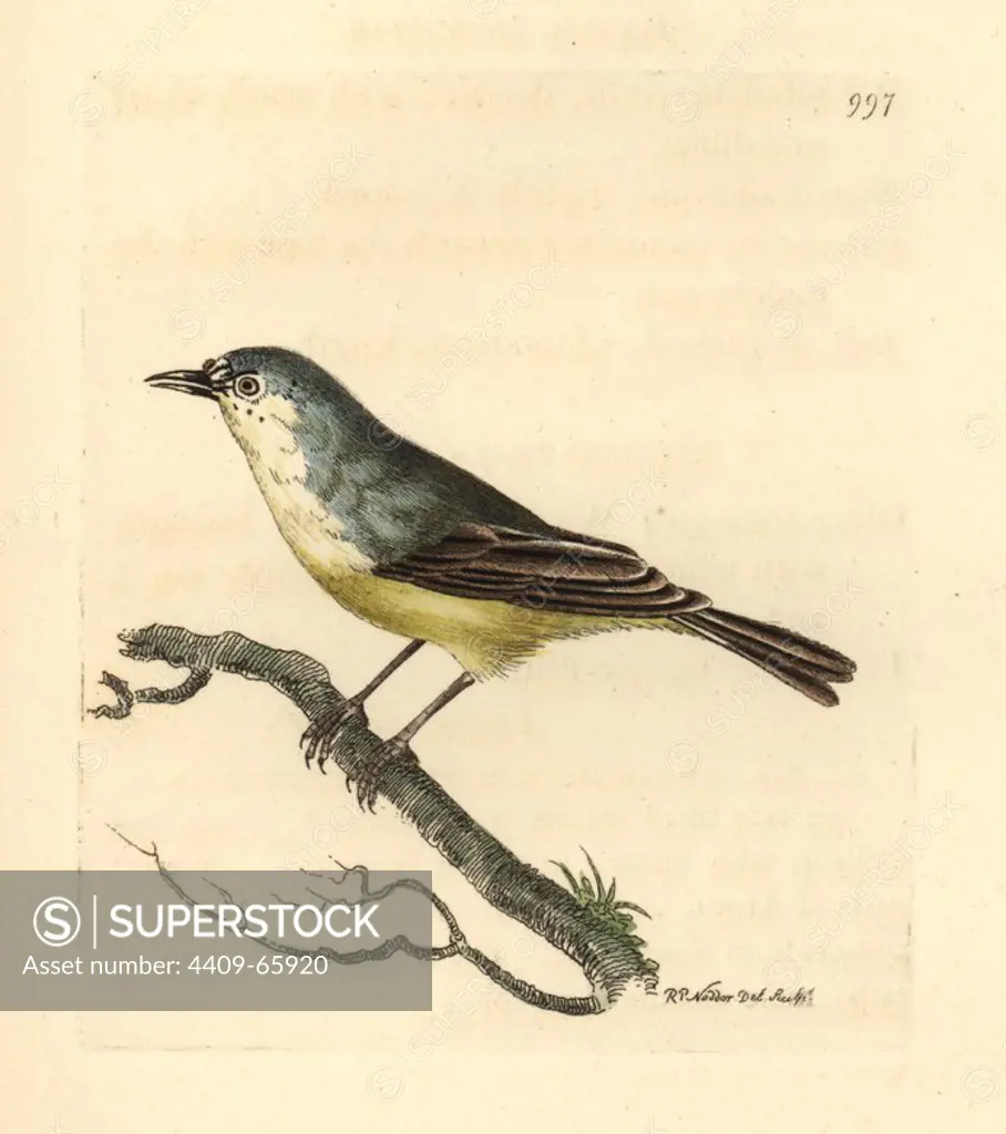 Cape Penduline-tit, Anthoscopus minutus. Illustration drawn and engraved by Richard Polydore Nodder. Handcolored copperplate engraving from George Shaw and Frederick Nodder's "The Naturalist's Miscellany" 1812. Most of the 1,064 illustrations of animals, birds, insects, crustaceans, fishes, marine life and microscopic creatures for the Naturalist's Miscellany were drawn by George Shaw, Frederick Nodder and Richard Nodder, and engraved and published by the Nodder family. Frederick drew and engraved many of the copperplates until his death around 1800, and son Richard (1774~1823) was responsible for the plates signed RN or RPN. Richard exhibited at the Royal Academy and became botanic painter to King George III.
