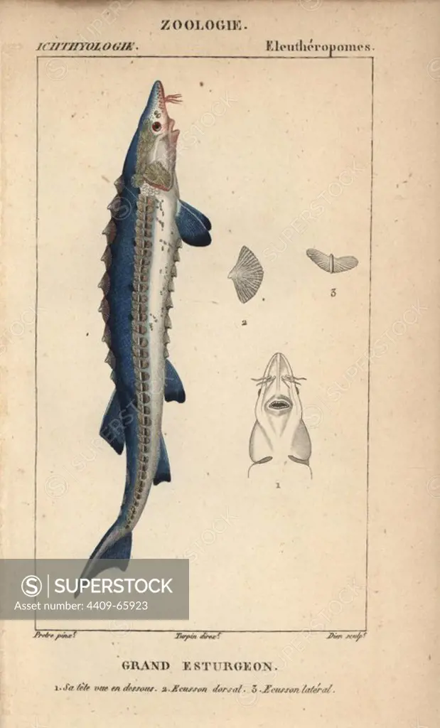 Sea sturgeon, Acipenser sturio, Grand esturgeon. Handcoloured copperplate stipple engraving from Jussieu's "Dictionnaire des Sciences Naturelles" 1816-1830. The volumes on fish and reptiles were edited by Hippolyte Cloquet, natural historian and doctor of medicine. Illustration by J.G. Pretre, engraved by Dien, directed by Turpin, and published by F. G. Levrault. Jean Gabriel Pretre (1780~1845) was painter of natural history at Empress Josephine's zoo and later became artist to the Museum of Natural History.