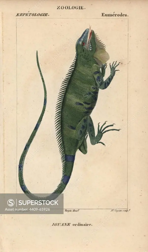Common green iguana, iguane ordinaire, Iguana iguana. Handcoloured copperplate stipple engraving from Jussieu's "Dictionnaire des Sciences Naturelles" 1816-1830. The volumes on fish and reptiles were edited by Hippolyte Cloquet, natural historian and doctor of medicine. Illustration by J.G. Pretre, engraved by Madame Joyeau, directed by Turpin, and published by F. G. Levrault. Jean Gabriel Pretre (1780~1845) was painter of natural history at Empress Josephine's zoo and later became artist to the Museum of Natural History.