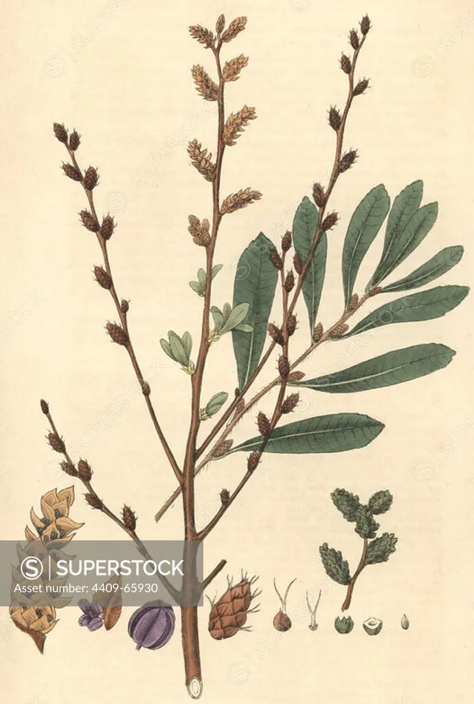 Sweet gale, Myrica gale. Handcoloured copperplate drawn and engraved by Charles Mathews from William Baxter's "British Phaenogamous Botany," Oxford, 1842. Scotsman William Baxter (1788-1871) was the curator of the Oxford Botanic Garden from 1813 to 1854.